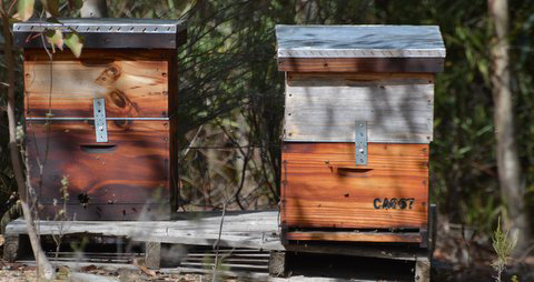 Hives-2
