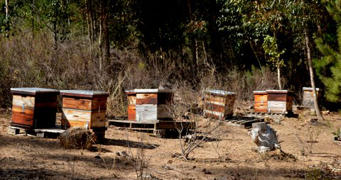 Hives1